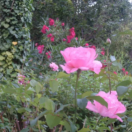La Maison Ananda Bed and breakfast Trentels