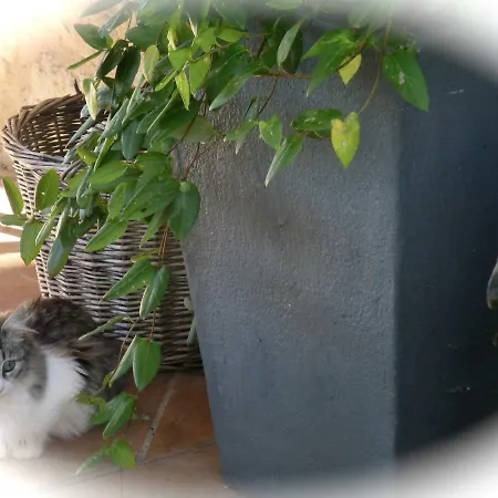La Maison Ananda Bed and breakfast Trentels